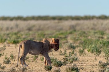 Vahşi Afrikalı vahşi zebra bozkırda