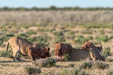lion and lioness in a bush
