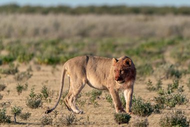 Aslan ın kruger national park, Güney Afrika