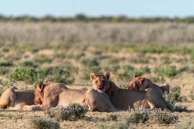 Kenya savanasında bir aslan.