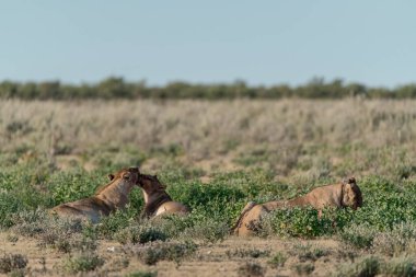 Afrika savanındaki vahşi aslanlar