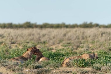 Etoşa 'daki bir grup vahşi aslan.