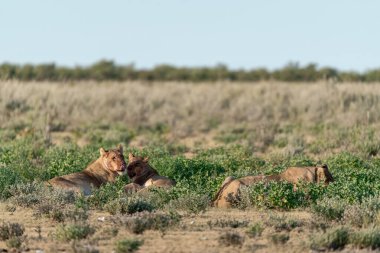a group of lion cubs in the savannah in the south of kenya, africa