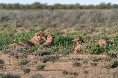 Güney Afrika 'daki Kruger Ulusal Parkı' nda aslanlar..