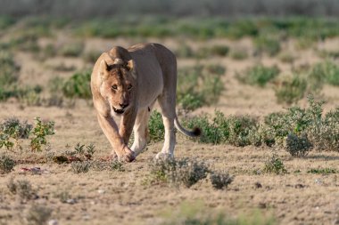Yabani çitalar çimlerde