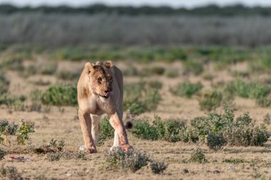 a beautiful wild lion in the savanna