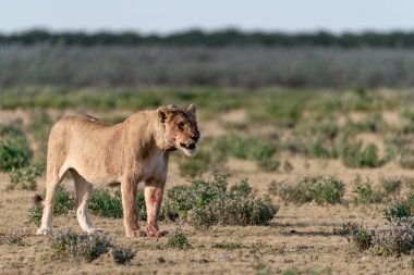Namibya 'da bir erkek aslan
