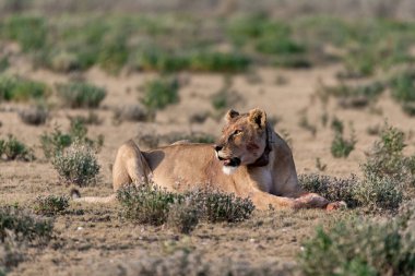 a male lion lying on the dry grass