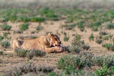 Savanadaki güzel vahşi bir aslan.