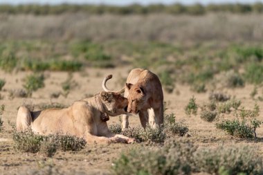 a beautiful shot of a male and female lions