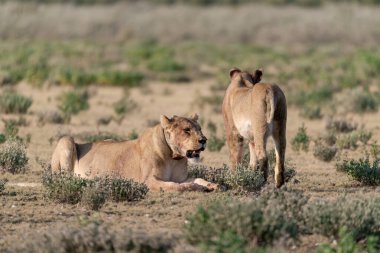 two wild lions in the dry grass in the savanna