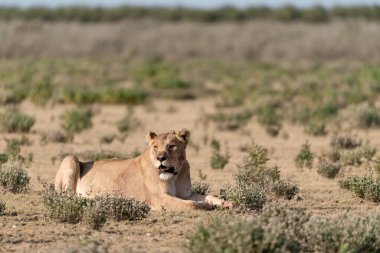 lion cub in the savannah of the central park of kenya.