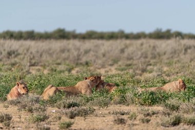 a group of lion lions in the savannah in namibia
