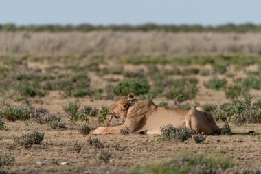 # Savanada dinlenen aslan #