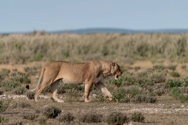 wild lion in the savanna, savanna in the savanna, national park in savkenya in namibia