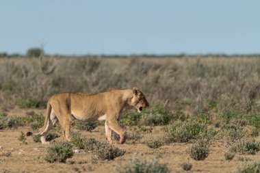 Aslan savanada yürüyor