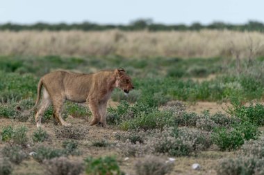 a beautiful lioness stands in the grass and looking for the prey.