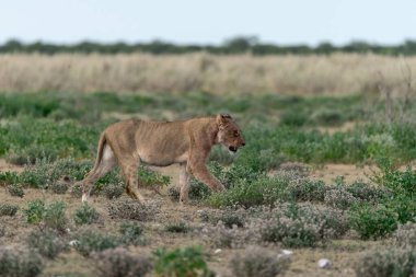 Etoşa 'daki aslan - namibya