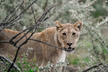 lion in the national park of the kruger in south africa