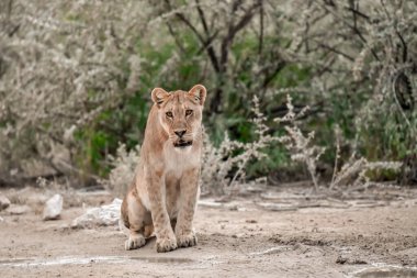 Namibya 'daki Etosha Milli Parkı' nda Aslan
