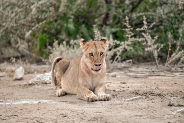 lioness lies on the ground, close up