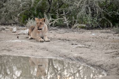 Aslan Kruger National park
