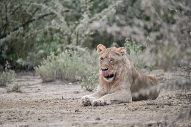 a white lion in the kruger national park in south africa