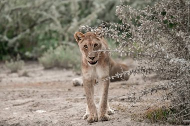 Afrika bozkırında dişi aslan.