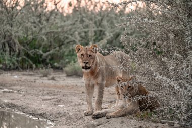 a closeup shot of a young lion walking by the lake