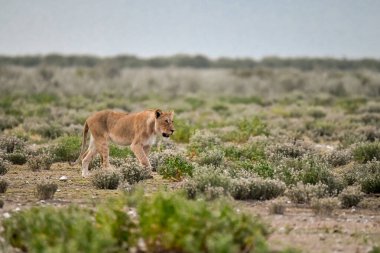 young wild lion in the desert in africa