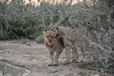 Güney Afrika 'daki Kruger Ulusal Parkı' nda bir aslan.