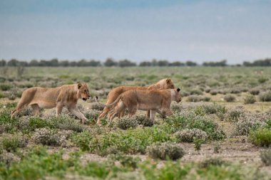 Etoşa Ulusal Parkı, Namibya 'da bir grup aslan.