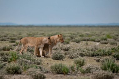 Namibya 'daki vahşi aslan