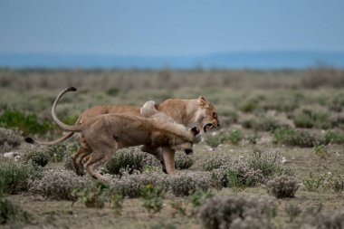 a female lioness with her cub walking in the savannah of kenya