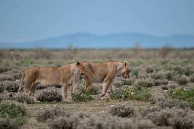 Afrika 'nın bozkırındaki aslan