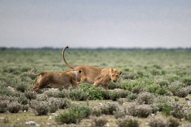 Afrika savanındaki aslan yavrusu