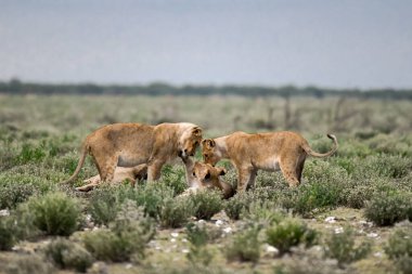 a male lion in the grass in the kruger national park