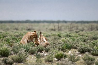 Aslan yavrusu kuru çimlerde