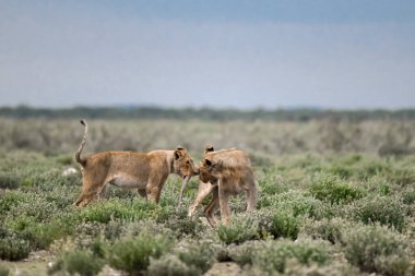 lion cub playing in the bush in the kruger national park, south africa