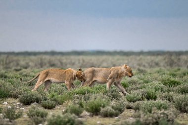 Savanada iki vahşi aslan