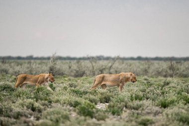 Etoşa Ulusal Parkı 'nda oynayan iki aslan yavrusu, namibya.
