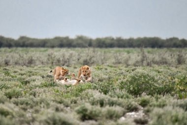 Etoşa Ulusal Parkı 'nda iki erkek aslan.