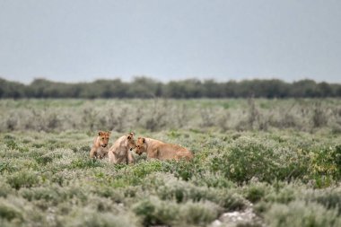 lion cub in the grass of a lion in etosha national park