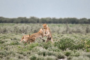 lion family walking in the grass in the national park of etosha