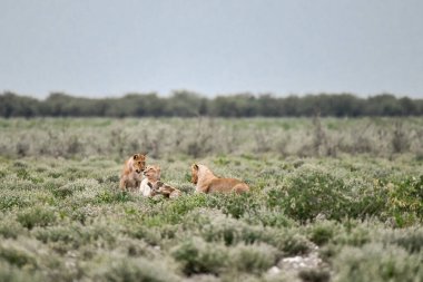 Savanada iki vahşi aslan