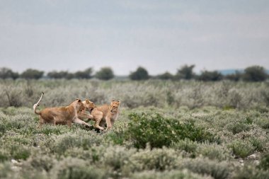 wild lion cub playing in the grass