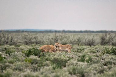 Savanada bir çift vahşi aslan