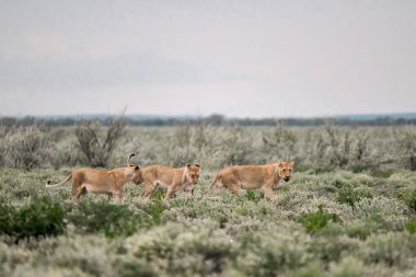 wild red lion cub in the grass