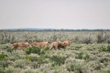 two wild horses in field, in national park, south dakota.