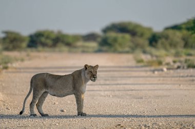 a female lion walking in the sand of the etosha national park, namibia